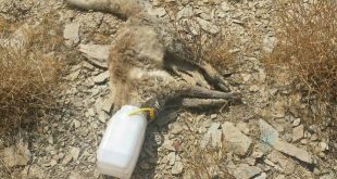 مرگ دردناک روباه در سطل ماست